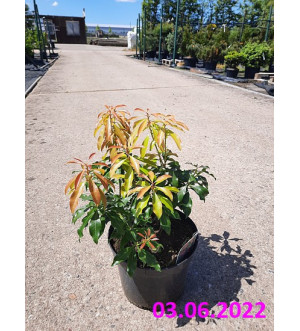 Pieris jap. 'Passion'® C 5 L